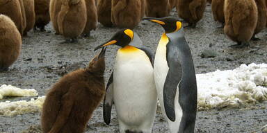 Tiereltern tun alles f&uuml;r die lieben Kleinen.