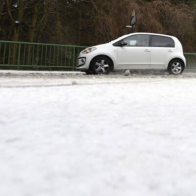 Vogelschar auf der Marswiese
