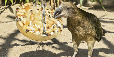 Schönbrunn: Auch Zootiere lieben Eis