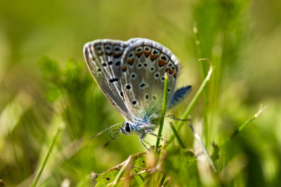 ''Natur im Garten'': Das sind die schönsten Schmetterlings-Fotos