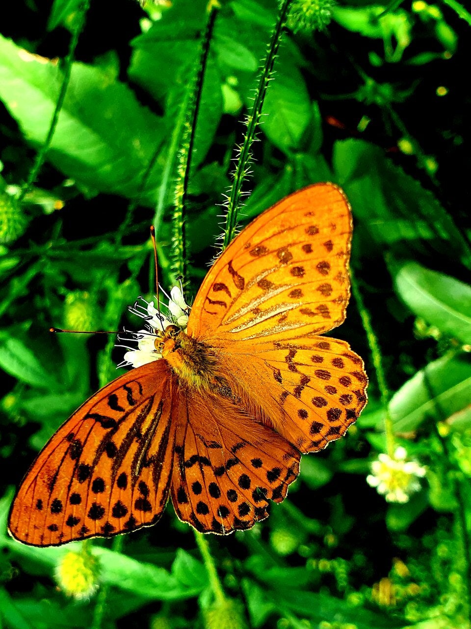 ''Natur im Garten'': Das sind die schönsten Schmetterlings-Fotos