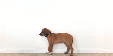 S&uuml;&szlig;er Hundewelpe wird erwachsen!