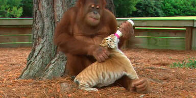 Orang Utan-Dame zieht Tigerbaby auf!