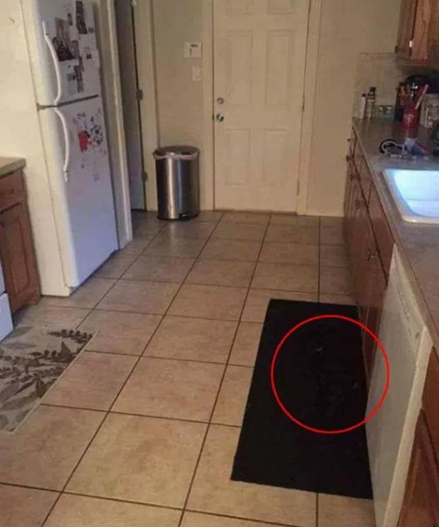 Auf diesem Foto versteckt sich ein Hund