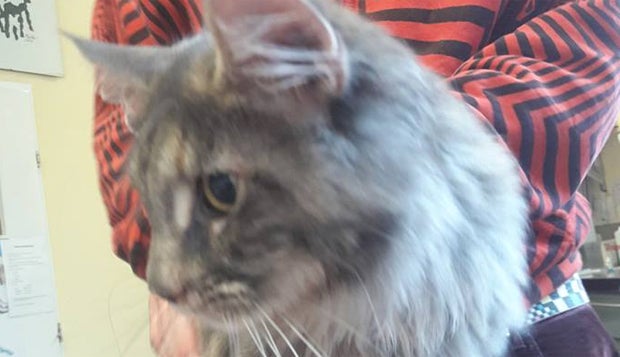 Kater bei 60 Grad gewaschen