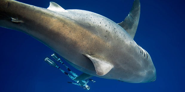 Das ist der größte weiße Hai der Welt