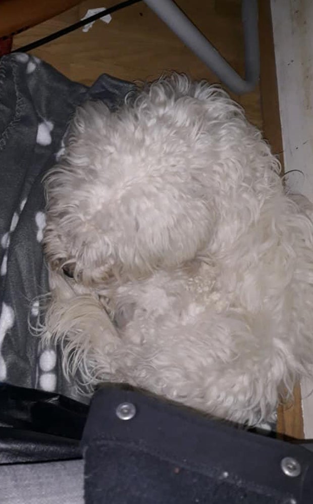 Rapid-Fans drohen brutalem Hunde-Prügler mit Mord