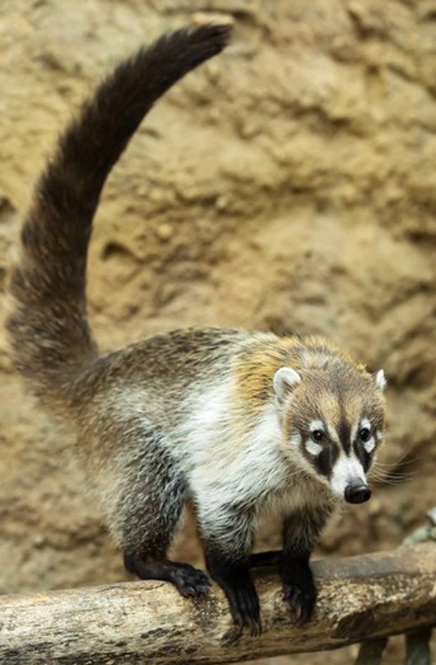 Weißrüsselnasenbären in Schönbrunn