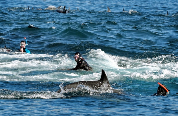 Österreicher schoss Foto des Jahres: Wal spuckt Taucher wieder aus