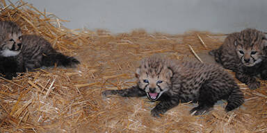 Geparden-Drillinge in Schönbrunn geboren