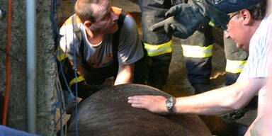 Pferd nach Rettung aus Kanal eingeschläfert