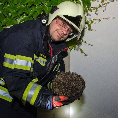 Dieser Igel steckte im Mauerspalt fest