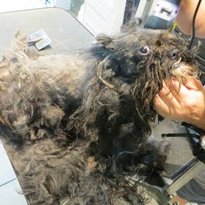 Tierschützer retten verwahrlosten Streuner