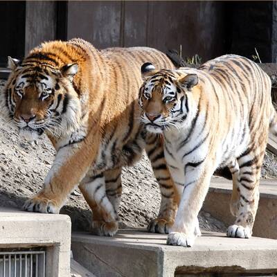 Tödliche Tiger-Attacke in Köln  