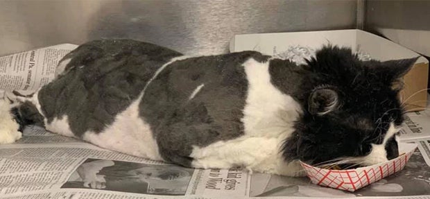 Familie kauft Haus – aber im Keller lebt schon was