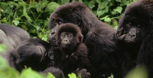 Berggorillas 3