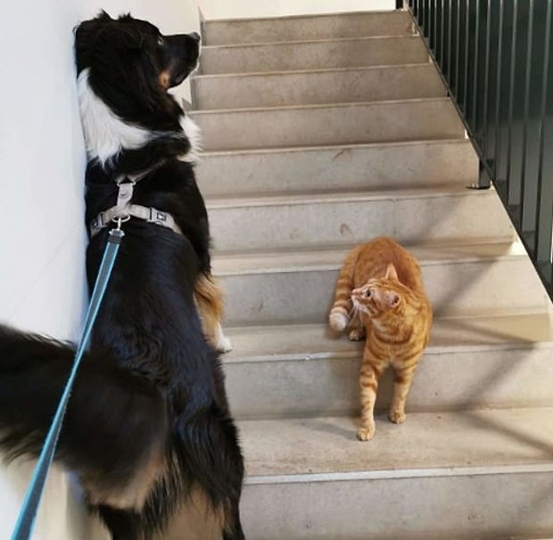 'Social Distancing': oe24 sucht die lustigsten Tierfotos