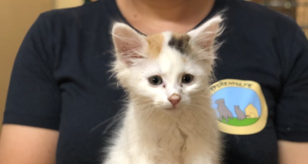 Fünf Katzenbabys am Waldrand ausgesetzt