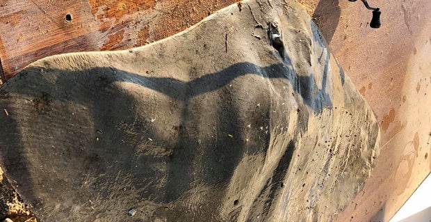 Schockbilder decken illegale Jagd auf Haie im Mittelmeer auf