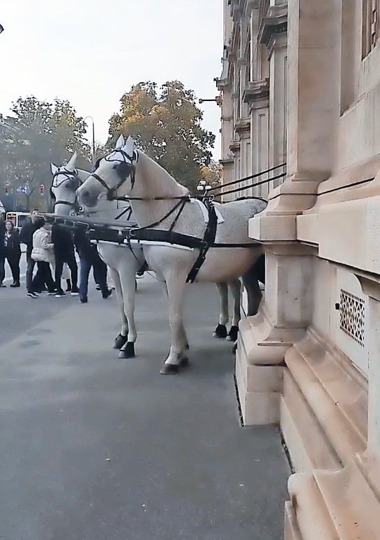 Fiaker-Skandal: Kutscher zwingt Pferde über Stufen