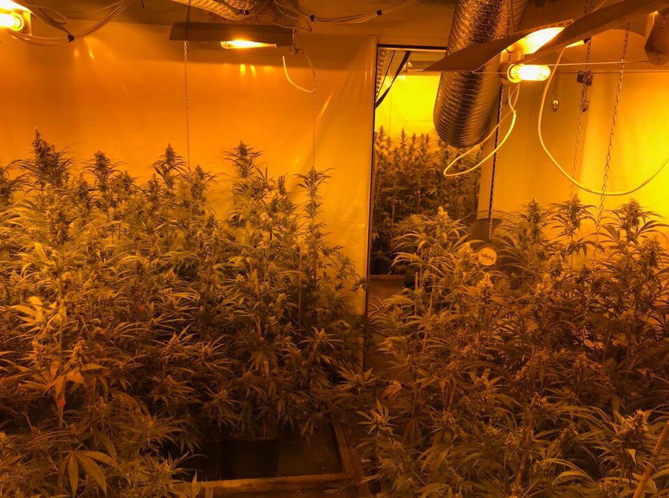 Hanfplantage mit 624 Pflanzen sichergestellt