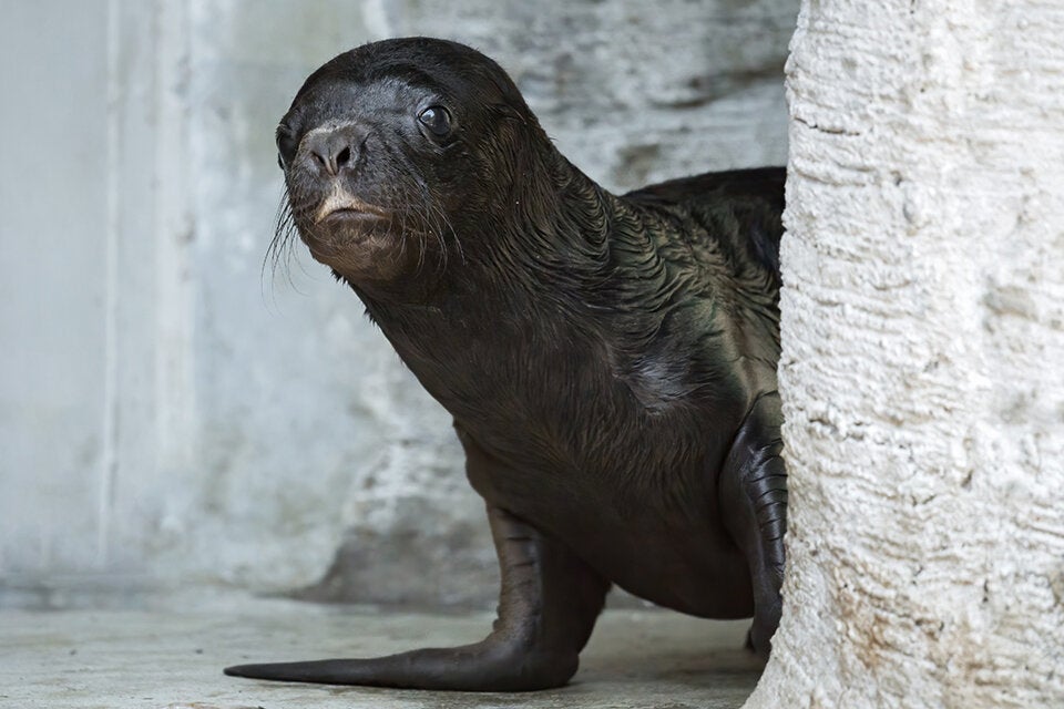 Tiergarten Schönbrunn freut sich über Robben-Nachwuchs