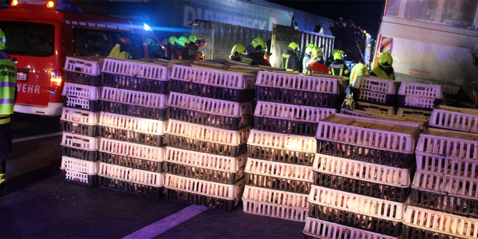 Tiertransporter geriet auf der A1 in Brand