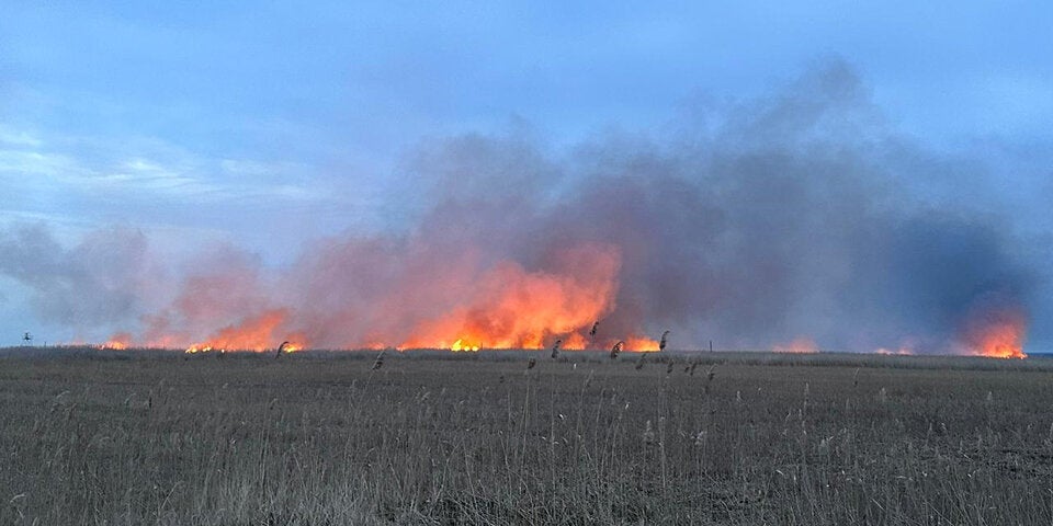 Wieder Feuer-Inferno am Neusiedler See