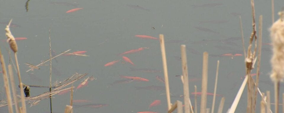 Hunderte Goldfische bedrohen heimische Arten