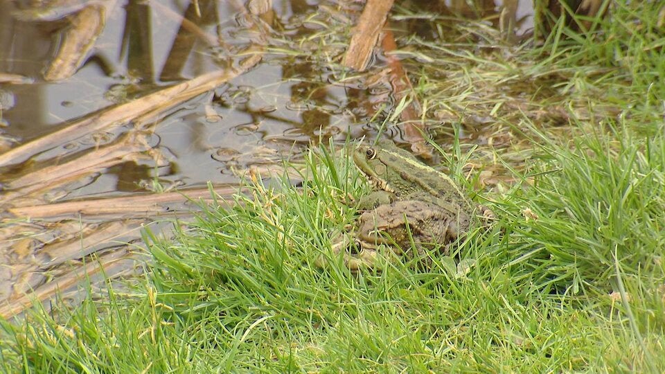 Die Goldfische stellen vor allem eine Bedrohung für den Lebensraum der Kröten dar, die ihren Laich im Eisberg absetzen. 