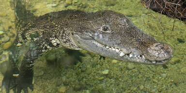 Liebes-Comeback f&uuml;r aus Schrebergarten geretteten Urzeitriesen