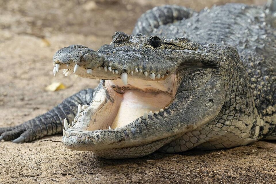 Liebes-Comeback für aus Schrebergarten geretteten Urzeitriesen