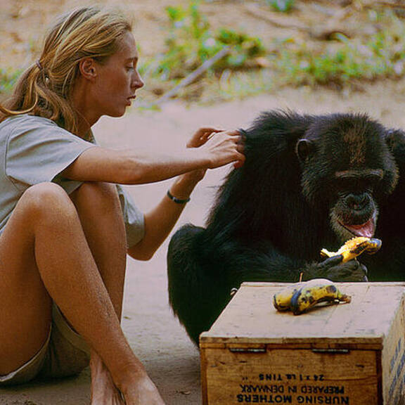In Errinerung an Jane Goodall: Kämpferin für Tier & Natur