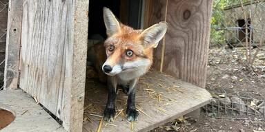 250.000 Euro Mehrkosten: Tierschutz leidet unter Behörden-Irrsinn