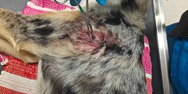 Toter Border Collie Cooper bringt Diskussion über Jagdgesetz