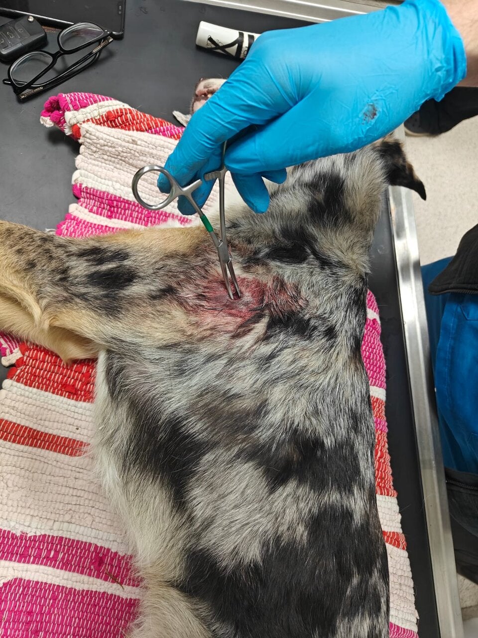 Jäger erschießt Border Collie