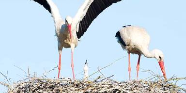 Erster Wei&szlig;storch des Jahres in Marchegg gelandet