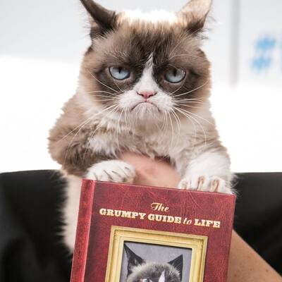 Grumpy Cat präsentiert sein neues Buch