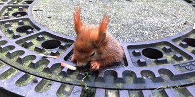 Zu breite H&uuml;ften: Eichh&ouml;rnchen steckt in Kanaldeckel fest