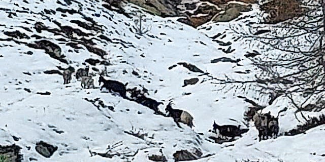 Behörde beschlagnahmte alle Tiere von Horror-Bauer