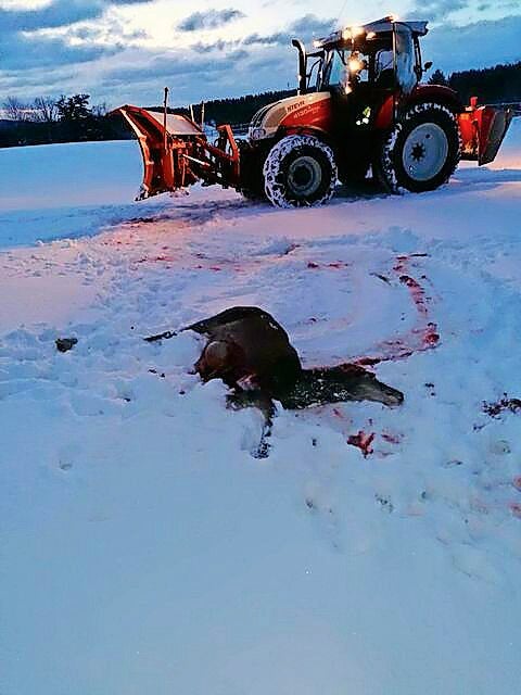 Wölfe treiben in Gmünd ihr Unwesen