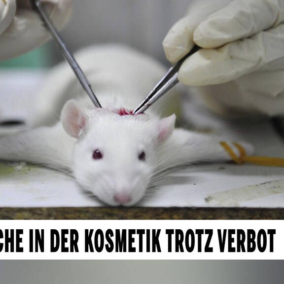 Tierversuche in der Kosmetik trotz Verbot