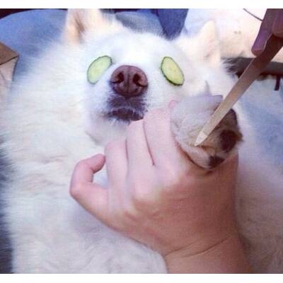 Rich Dogs of Instagram