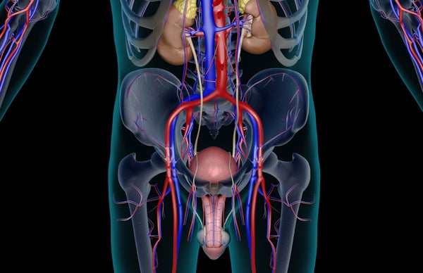 Darum hat der Penis keinen Knochen
