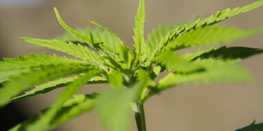 Cannabis