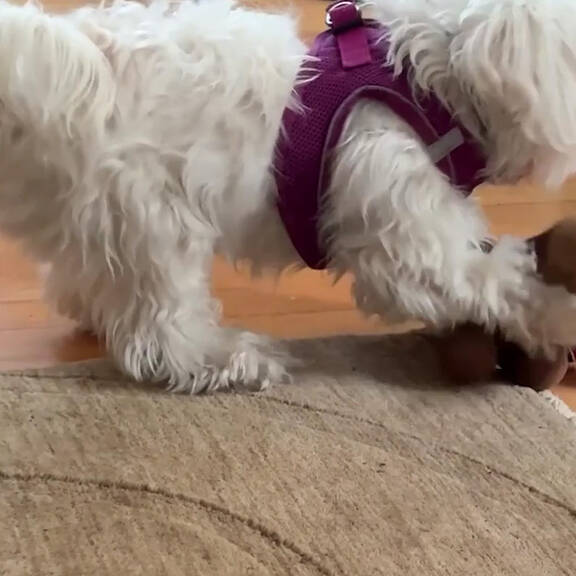 Designerhunde: PETA warnt vor Tierleid