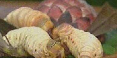 Queen Ingrid und die Känguruh-Hoden