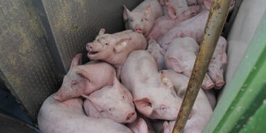100 Ferkel bei Unfall getötet