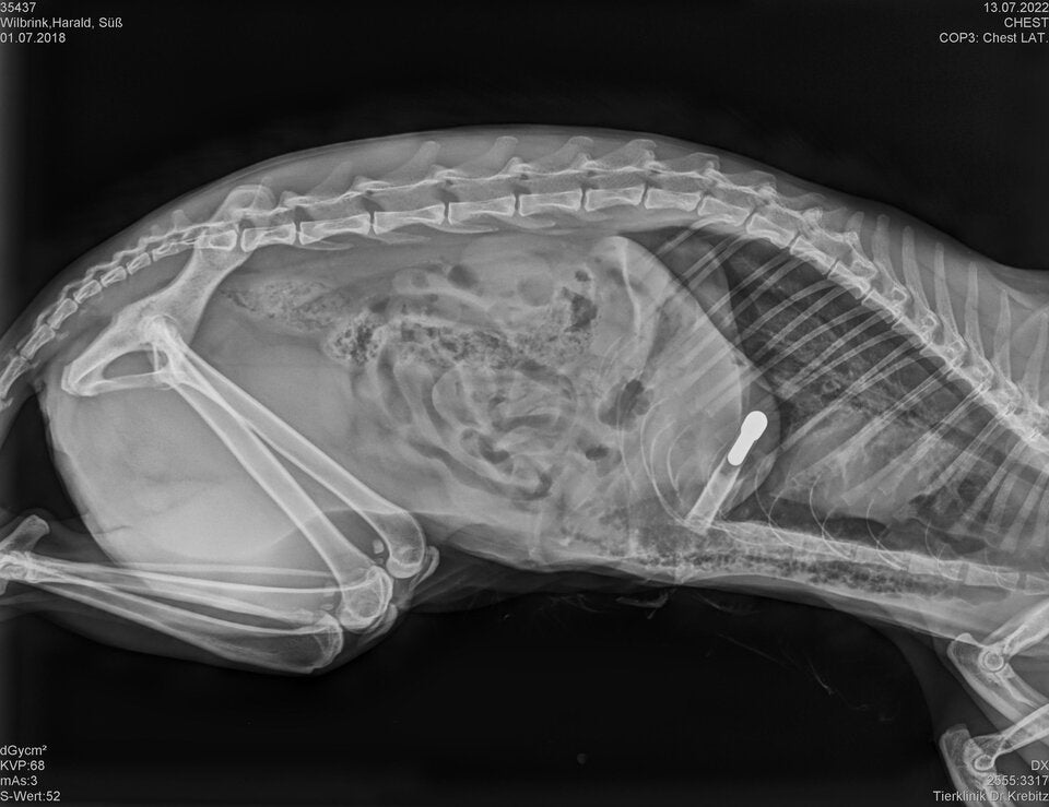 Grausame Tierquälerei: Katze mit Pfeil durchbohrt