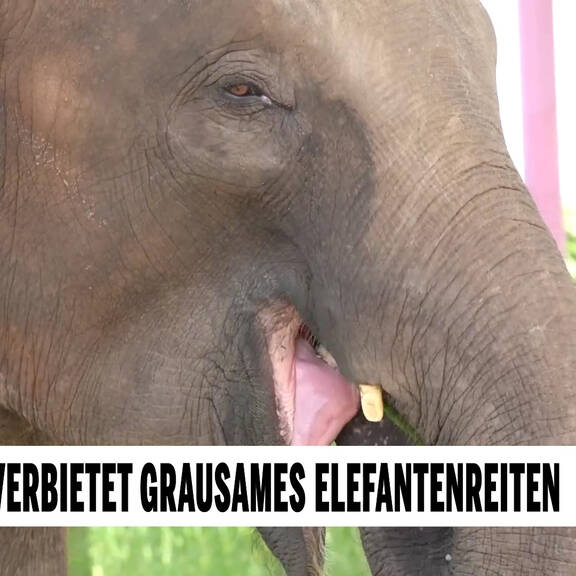 Indonesien verbietet grausames Elefantenreiten